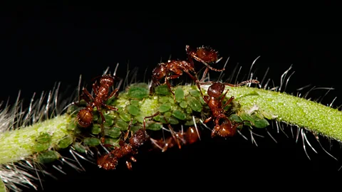 Red ant colonies can quickly harbour infection – but they have ways of dealing with the problem (Science Photo Library)