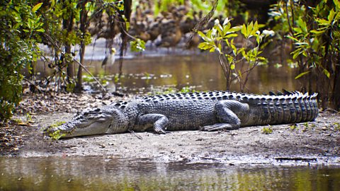 Bbc Four - The Wonder Of Animals - Wonder Facts: Crocodiles