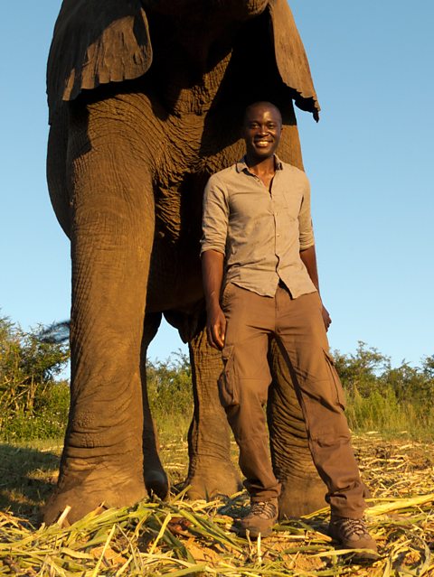 BBC Two - Super Senses: The Secret Power of Animals - Patrick Aryee