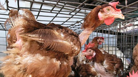 Battery chickens in a cramped cage show signs of self-plucking