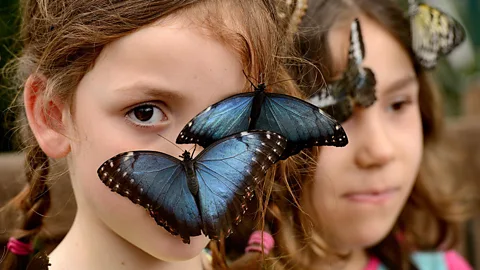 Children interact with butterflies at the Natural History Museum, London (Jonathan Hordle/REX)