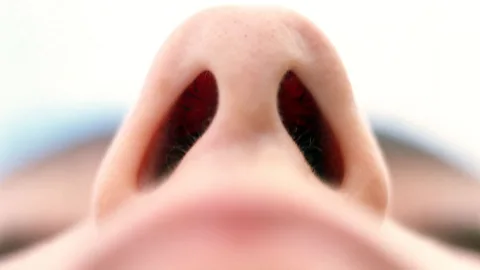 Much of the flavour is experience is sensed with the nose, not the mouth (SPL)