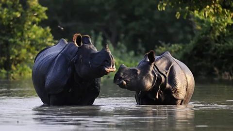 A one-horned rhinoceros and its calf stand in flood waters in the Pobitora sanctuary in Assam, north-eastern India. Heavy rains have flooded much of the park. (AFP/Getty Images)