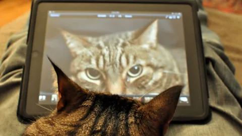 The bright graphics of a tablet capture the attention of many animals, cats included (Steve Lyon/Flickr/CC BY-SA)