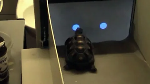 Red-footed tortoises in Vienna have learnt to play games for food (YouTube/University of Lincoln/Live Science)