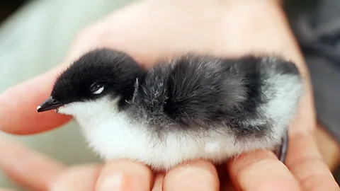 The Scripp's Murrelet - threatened by invasive rats where they live (Shaye Wolf)