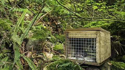 Pest control in New Zealand (Thinkstock)