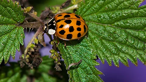 The voracious harlequin ladybird, causing problems in the UK (SPL)