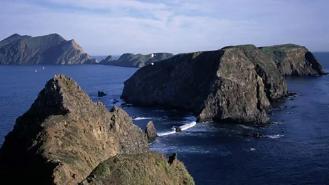 When rats arrived on Anapaca Island, they caused havoc (Island Conservation)