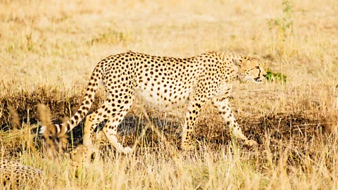 A big cat stalks the Soit Le Motonyi plains. (Tanveer Badal)