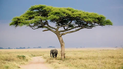 Although it's most famous for felines, the area is home to grazing animals like the elephant, too. (Tanveer Badal)