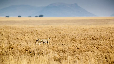 A sinuous golden shape – a cheetah – slids out of the plains. (Tanveer Badal)