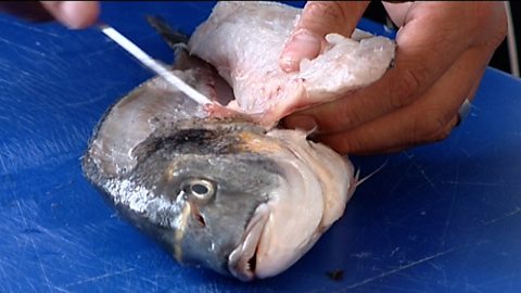 A chef filleting fish