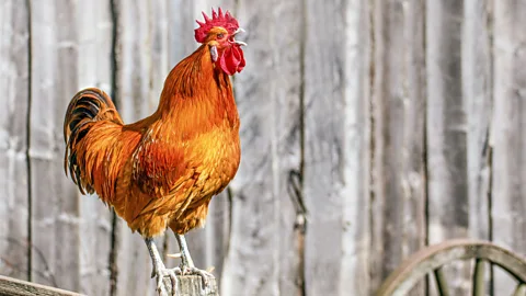 There are reasons why the early bird catches the worm. (Thinkstock)