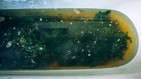 Kilcullen’s murky amber baths. (Scott Sporleder)