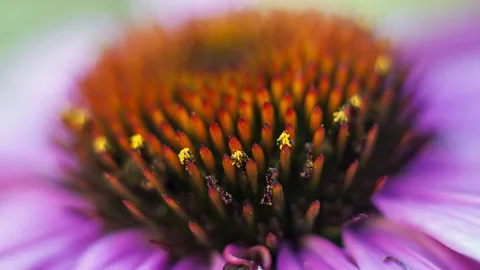 Various parts of echinacea are used for remedies and it's unclear which ones work best, if at all (Nomadic Lass/Flickr/CC BY-SA-2.0)