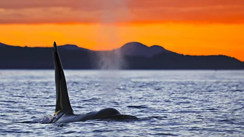 Sunset off northern Vancouver Island. (Rolf Hicker/Getty)