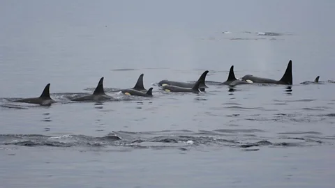 Orcas in the strait. (Jim Borrowman)