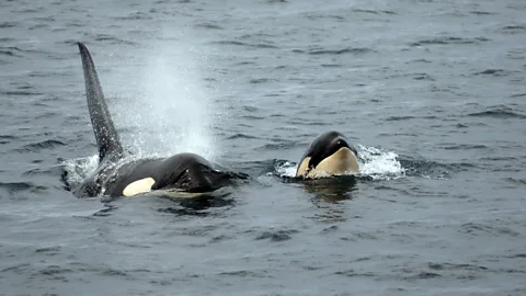 A pair of orcas off Vancouver Island. (Jim Borrowman)