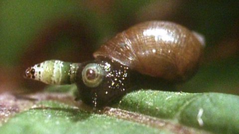 Suspicious Snail #20 - Suspicious Snail Club