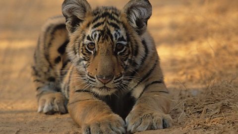 Broken Tail: A Tiger's Last Journey, Tiger Facts, Nature