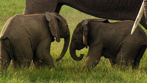 Journey of Life, LAND GRAB, Supermum - BBC One