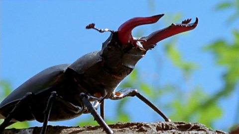 ヨーロッパの言い伝えに登場するクワガタムシ – Stag Beetles