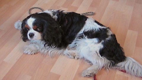 bbc pedigree dogs exposed