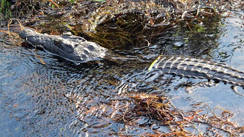 Where crocodiles lurk. (Tim Johnson)