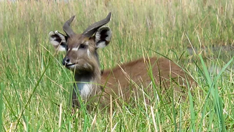Drawing close to a sitatunga. (Tim Johnson)