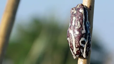 The leopard of the swamp. (Tim Johnson)