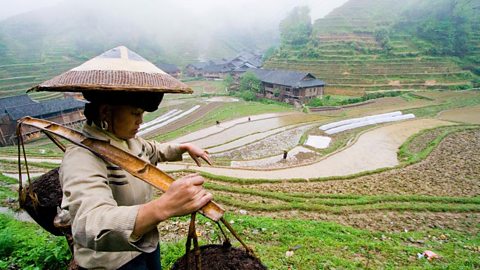 Woman working in the rice fields of Longsheng, China