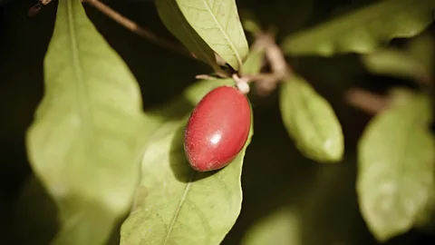 Synsepalum dulcificum, also known as miracle fruit (Thinkstock)
