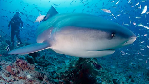 Shark diving, Fiji, Nadi
