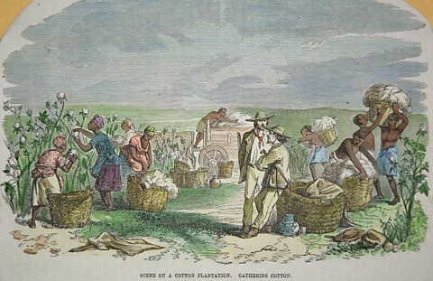 An engraving showing enslaved people picking cotton on a plantation in North America