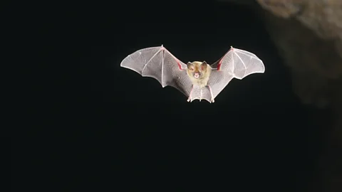 Could air traffic control learn lessons from how bats navigate? (Science Photo Library)