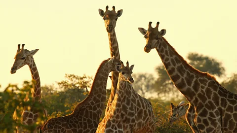 Giraffes at sunrise. (Cameron Spencer/Getty)