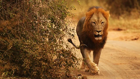 On the prowl. (Cameron Spencer/Getty)