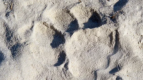 Finding a lion's print. (Tim Johnson)