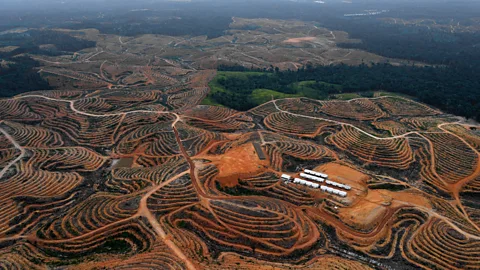 Once remote areas in Indonesia are losing their forest cover in favour of palm plantations (AFP/Getty Images)