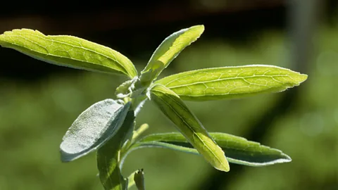 (Science Photo Library)