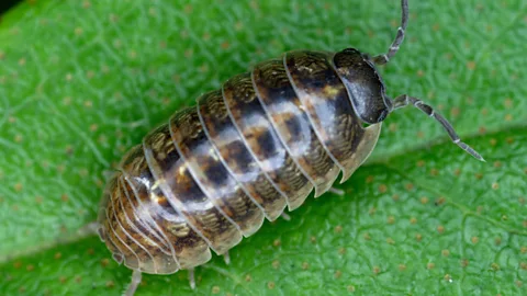 (Science Photo Library)