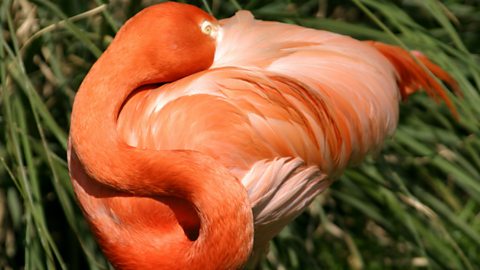 A pink flamingo 