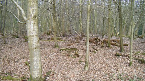 A woodland with bare trees and autumn leaves on the ground.