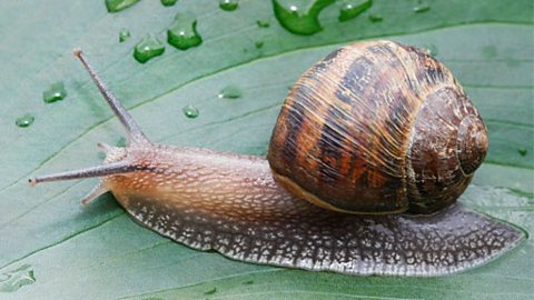 Snail on a leaf