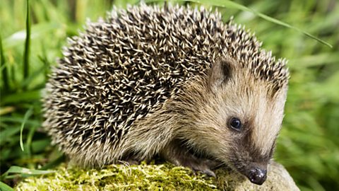 Hedgehog on a mossy stone