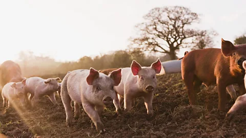 Genetic modifications could protect pigs from potentially fatal diseases (Thinkstock)