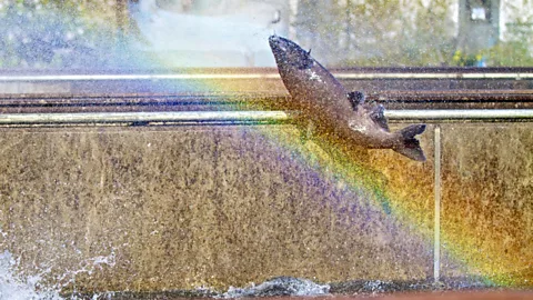 Salmon that have received genetic modification have yet to make it to our plates (Thinkstock)