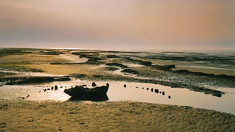 A photo of Seahenge, with lots of small wooden stumps sticking out of the coastline.