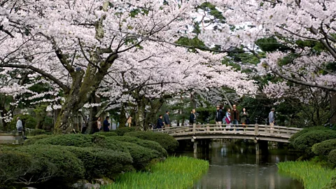 Kanazawa Tourism Cherry blossoms in Kenroku-en garden. (Credit: Kanazawa Tourism)